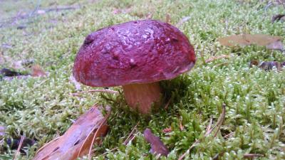 Прикрепленное изображение: DSC_0008_Old2.jpg